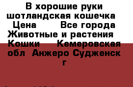 В хорошие руки шотландская кошечка › Цена ­ 7 - Все города Животные и растения » Кошки   . Кемеровская обл.,Анжеро-Судженск г.